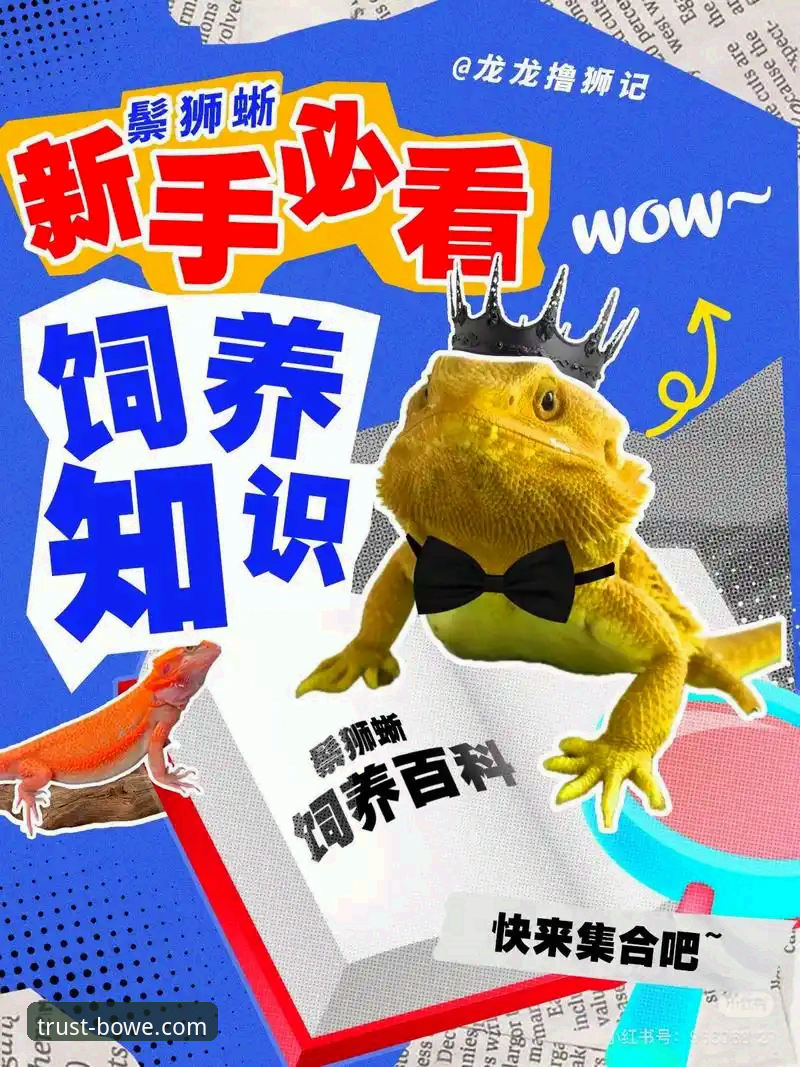 新手必看：宝威BOWE官方平台对比实用指南，轻松找到靠谱入口